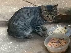 关于小猫的童话故事5篇