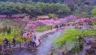 庆庵寺桃花