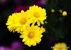 形容赞美菊花的句子